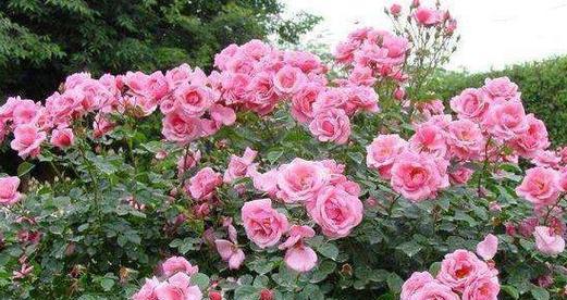 以藤本月季花语之美——揭开花朵背后的秘密（以藤本月季花语的深刻寓意与传承）