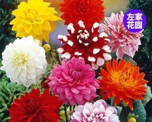 天竺牡丹花语（华丽的花朵）