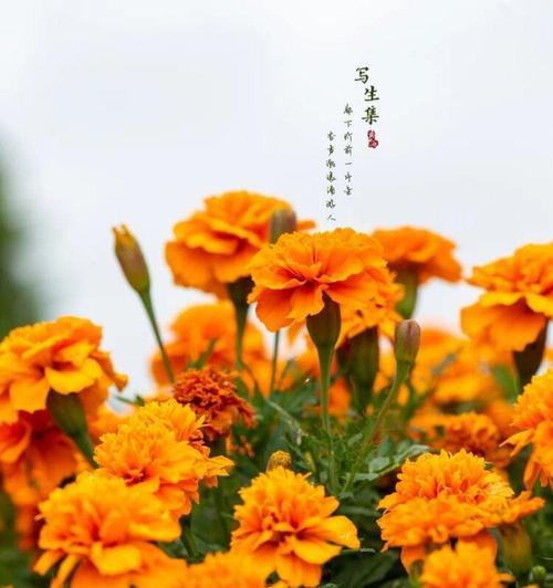 万寿菊花语与相关故事（传承千年的寿命之花）