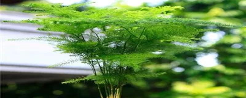 文竹的象征意义及种类介绍（探究文竹所代表的深刻内涵和不同品种的特点）