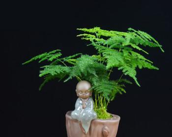 文竹盆栽（赏心悦目的绿意）