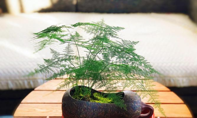 文竹盆栽（赏心悦目的绿意）