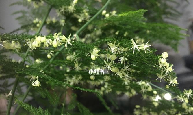 文竹花的寓意与象征（悠久的文化传承与美好的祝福）