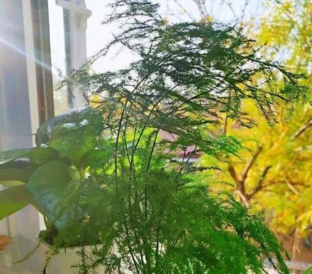 文竹花的寓意与象征（悠久的文化传承与美好的祝福）