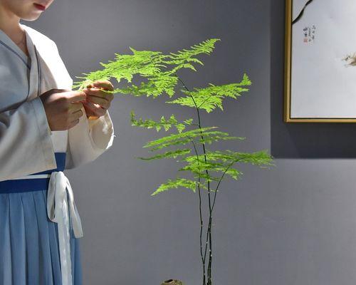 文竹的花语与寓意（探寻文竹的象征意义和美好寓意）