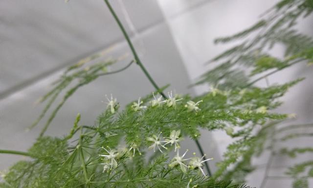 文竹开花的象征意义（解读文竹开花的寓意与神秘）