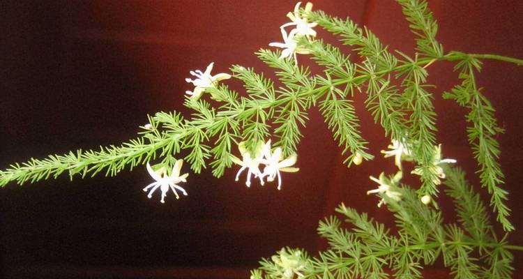 文竹开花的象征意义（解读文竹开花的寓意与神秘）