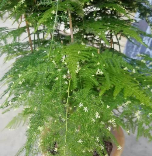 文竹开花的寓意与象征（探究文竹开花的含义和象征意义）