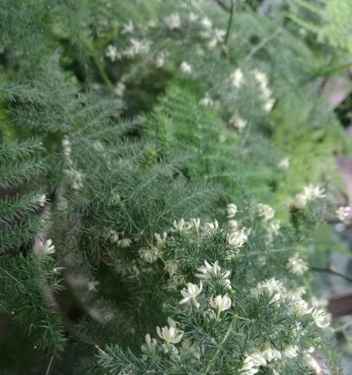 文竹开花的寓意与象征（探究文竹开花的含义和象征意义）