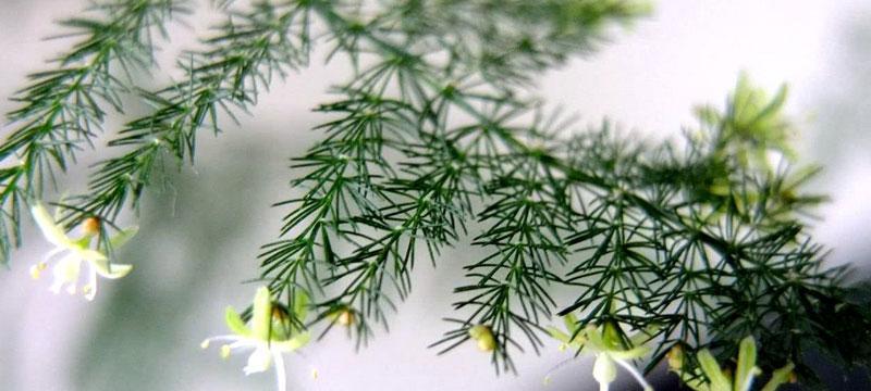 文竹开花的寓意与象征（探究文竹开花的含义和象征意义）