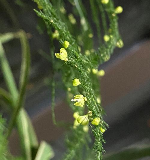 文竹开花（探寻文竹开花的寓意与象征）