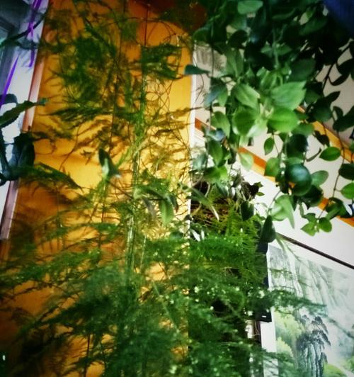 文竹开花（探寻文竹开花的寓意与象征）