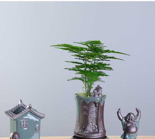 文竹盆景寓意与意义（探究文竹盆景的寓意和象征意义）