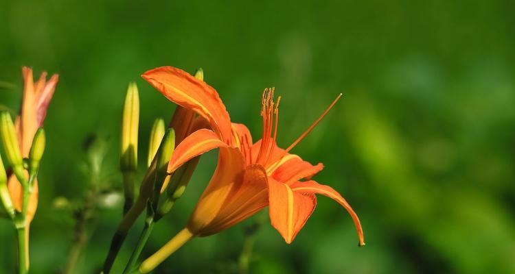 夏水仙花语揭示人生的美好（以夏水仙的花语感悟人生之美）