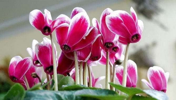 以仙客来花的花语与意义（探究仙客来花的神秘花语）
