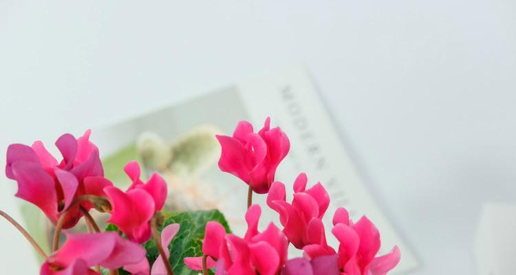 以仙客来花的花语与意义（探究仙客来花的神秘花语）