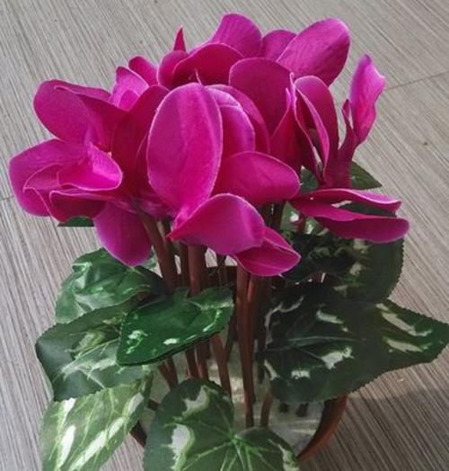 以仙客来花的寓意（揭示花朵背后的深意）