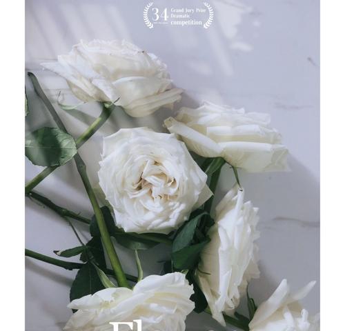 白玫瑰花语（白玫瑰）