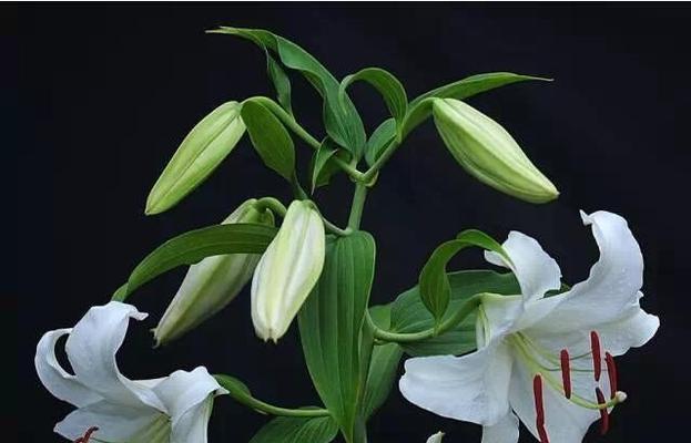 百合花的象征意义（揭开百合花背后的寓意之谜）