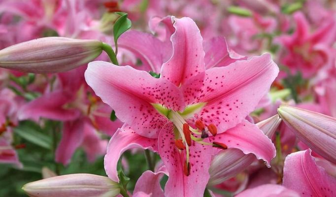 百合花的象征意义（揭开百合花背后的寓意之谜）