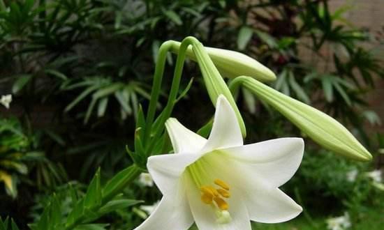百合花的象征意义（揭开百合花背后的寓意之谜）