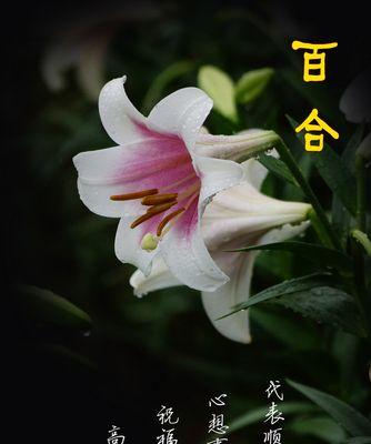 百合花的花语与意义（解读百合花的五种花语）