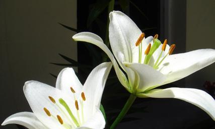 百合花的花语与寓意（百合花的意义与象征）