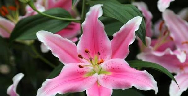 百合花的寓意与象征（优雅高尚）