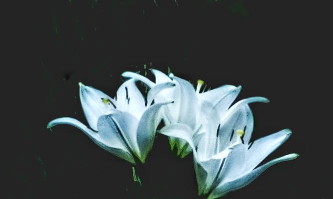 百合花的寓意与象征（优雅高尚）