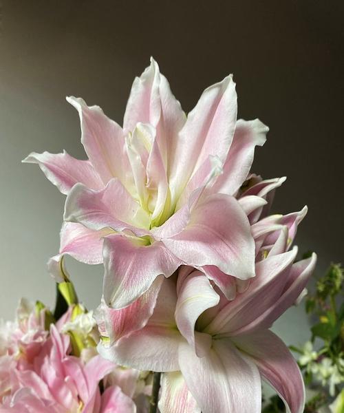 百合花的寓意与象征（优雅高尚）