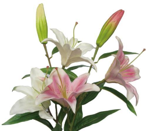 梯伯百合花语（探寻梯伯百合花的深刻意义）