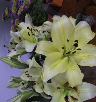 梯伯百合花语（探寻梯伯百合花的深刻意义）