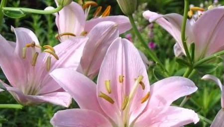 百合花的寓意与花语（探寻百合花的深意）