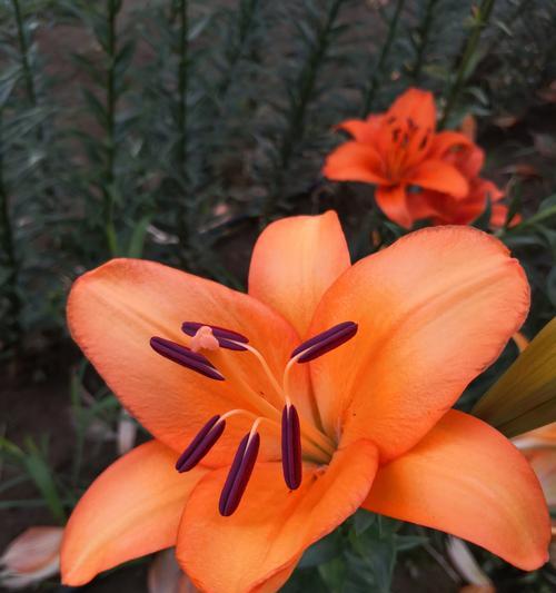 百合花的美丽与象征意义（揭示百合花的浪漫与神秘）