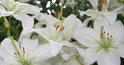 百合花的美丽与象征意义（揭示百合花的浪漫与神秘）