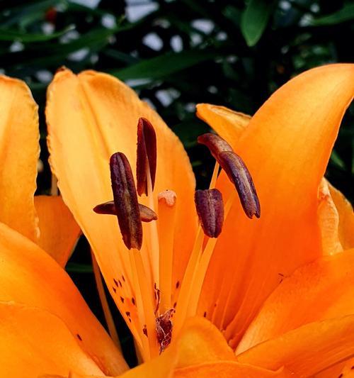 百合花的美丽与象征意义（揭示百合花的浪漫与神秘）