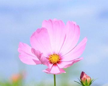 波斯菊的花语和寓意（波斯菊代表的寓意与心灵的启示）