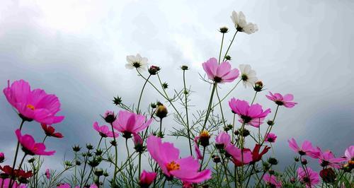 以波斯菊的花语传递情感之美（探寻波斯菊的花语）