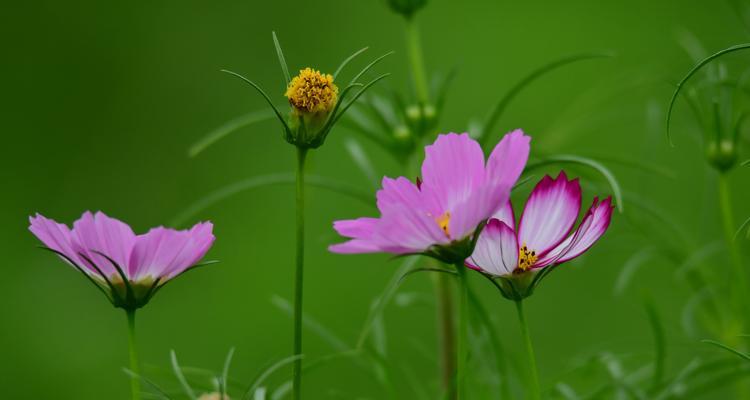 以波斯菊的花语传递情感之美（探寻波斯菊的花语）