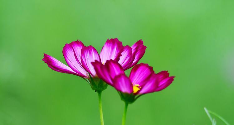 以波斯菊的花语传递情感之美（探寻波斯菊的花语）