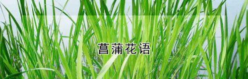 菖蒲花语（菖蒲）
