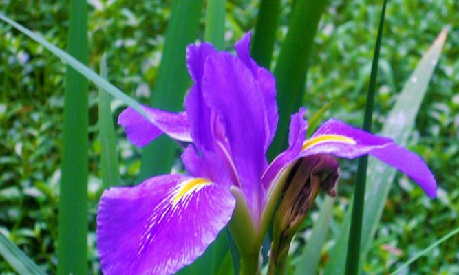 菖蒲花语（菖蒲）
