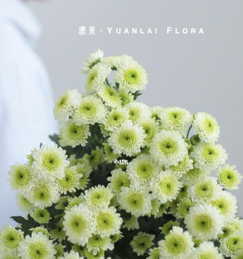 雏菊花语的意义及传承（绽放希望与坚强的雏菊花语）