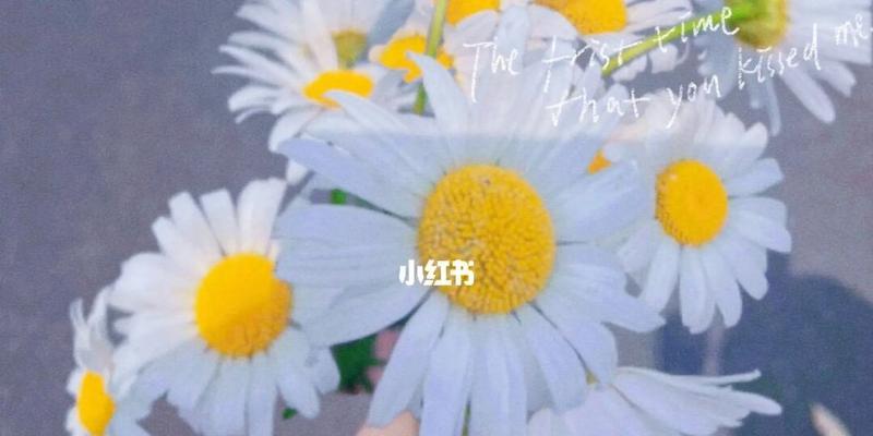 雏菊花语的意义及传承（绽放希望与坚强的雏菊花语）