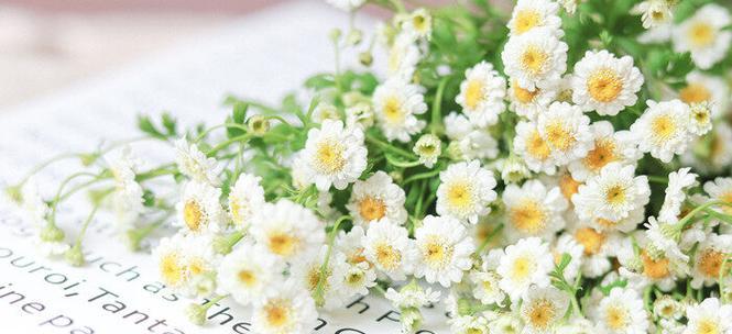 雏菊花语——小小花朵传递的情感（用花的语言表达爱与希望）