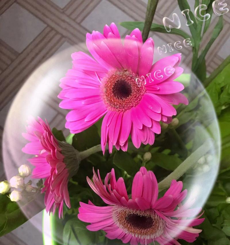 非洲菊花语的含义及赏析（探索非洲菊的花语）