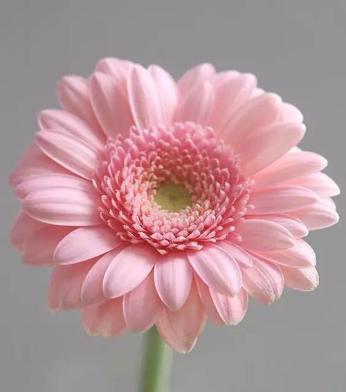 非洲菊花语的含义及赏析（探索非洲菊的花语）