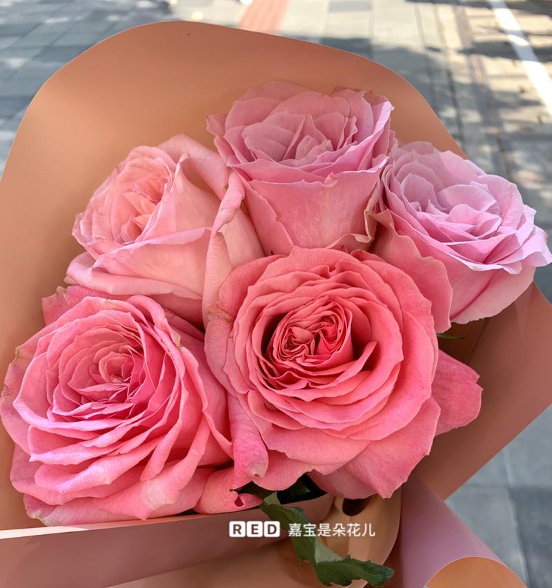 粉色玫瑰花的代表意义（探寻粉色玫瑰花象征的深刻内涵）