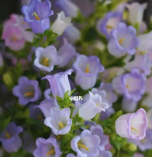 风铃花的花语与寓意（揭开风铃花的神秘面纱）