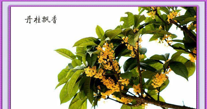 桂花的花语（桂花花语的意义与传承）